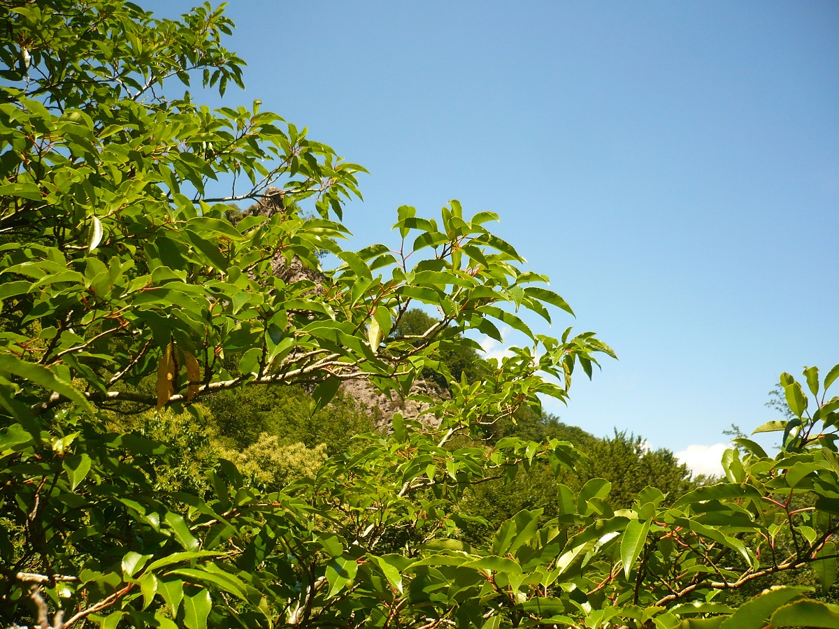 Prunus lusitanica subsp. lusitanica (Rosaceae)